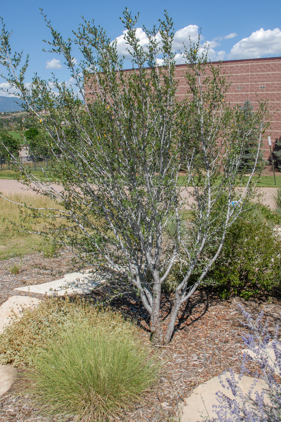 Curl-leaf Mountain Mahogany